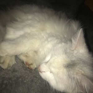 Meet your Posher, Sierra